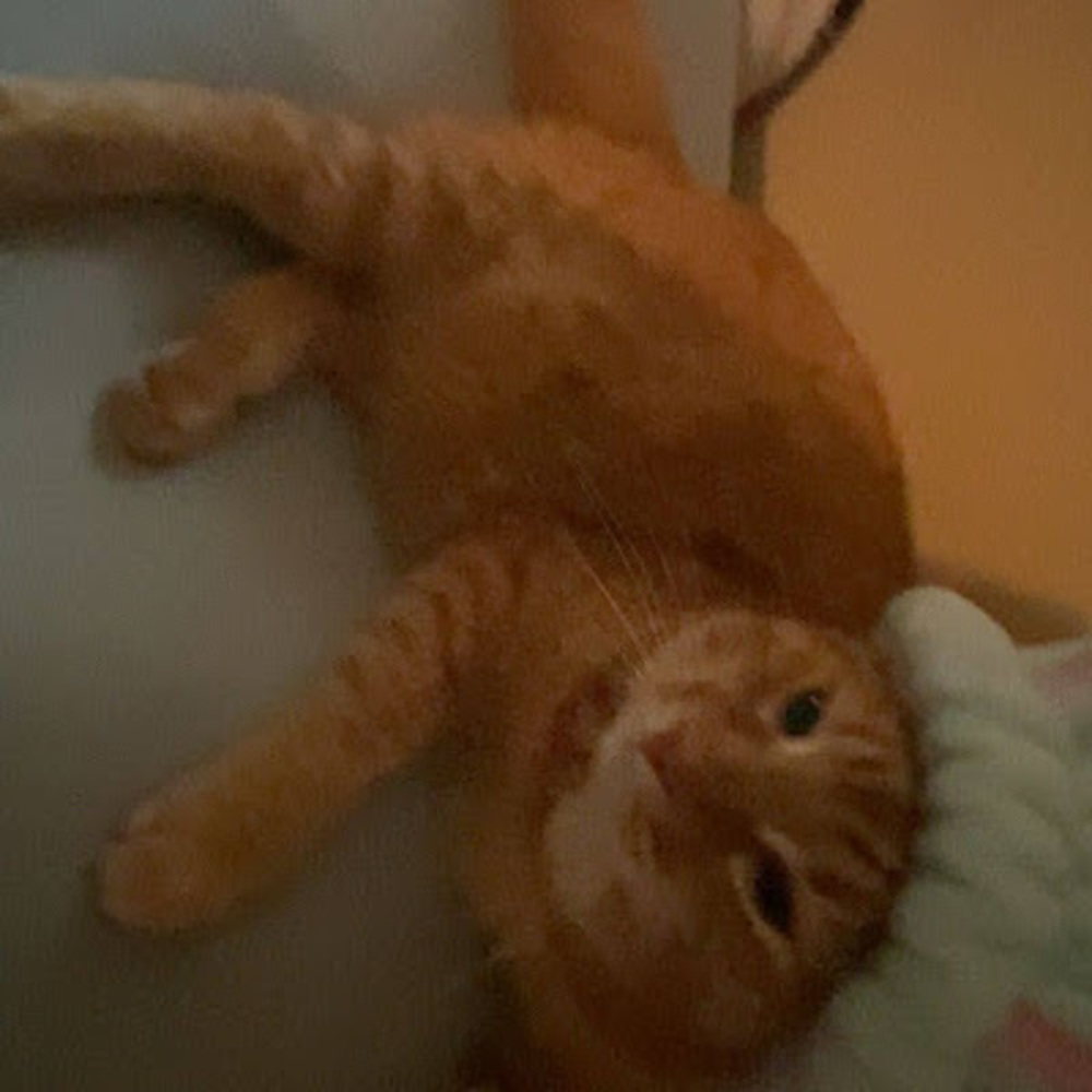 Meet your Posher, Akiah